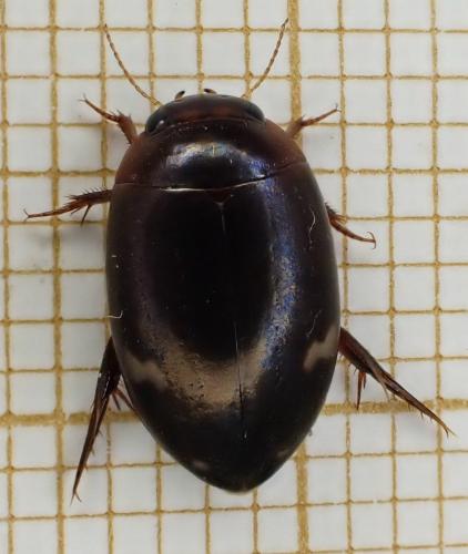 Réf. 258 512 : Agabus didymus